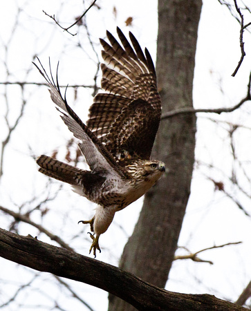 Taking Flight