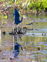 Little Blue Heron, Peter Pond, Biddeford Pool, ME